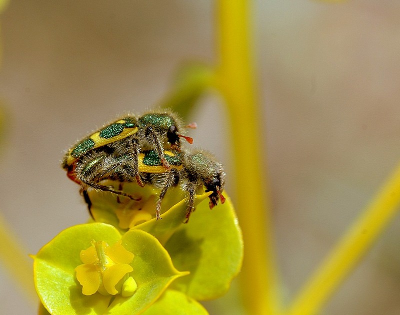 למען הדור הבא.