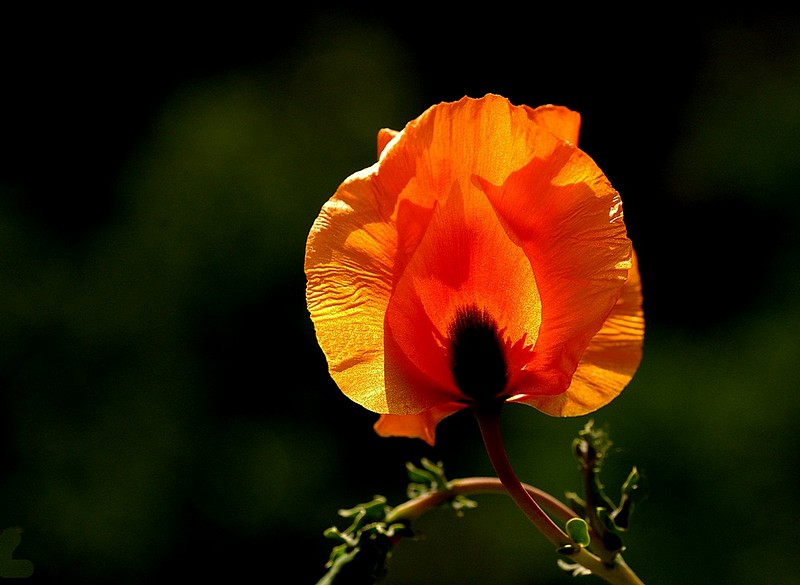 עוצמת האור הפנימית.
