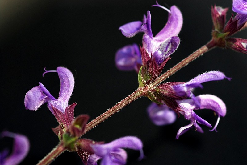 תכשיט לאשה אהובה