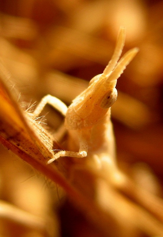 עוד קצת ובוקה מושל