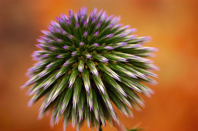צילום: דני בוק
