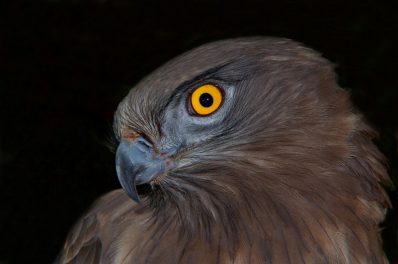 אתה הבא בטור!!!