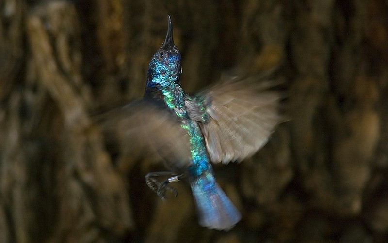 צופית בתעופה