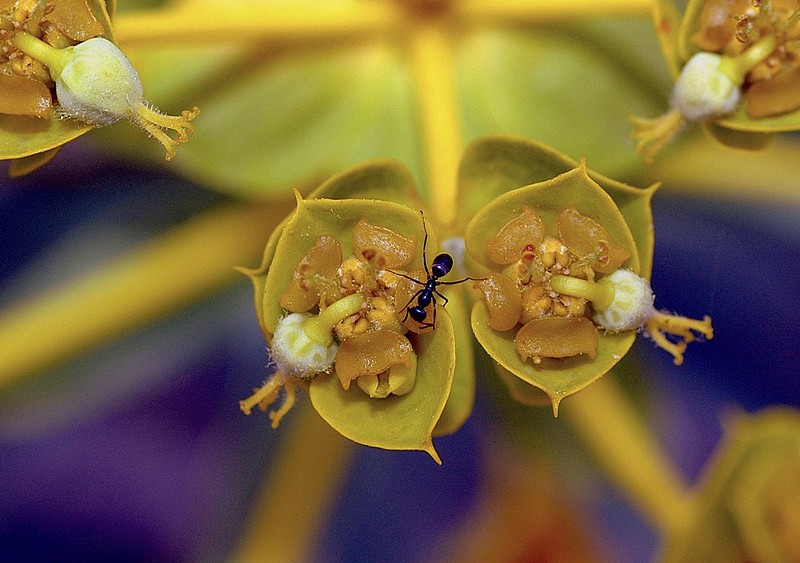 מגש לארוחת הבוקר.