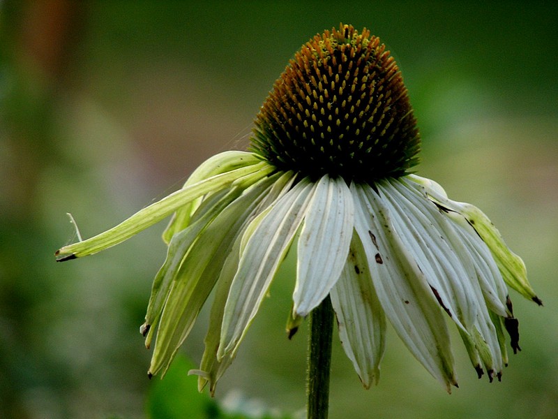 חלוש ובלי כוחות