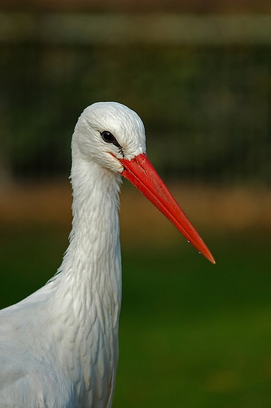 מחכים לתינוק.....