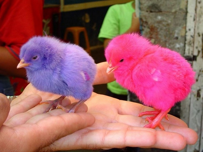 אכזריות צבעונית 