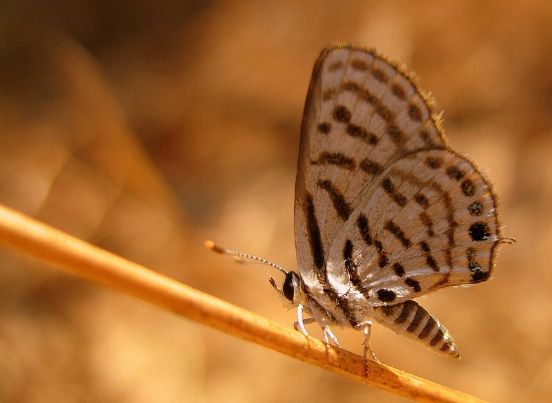אין בו שום מגרעה