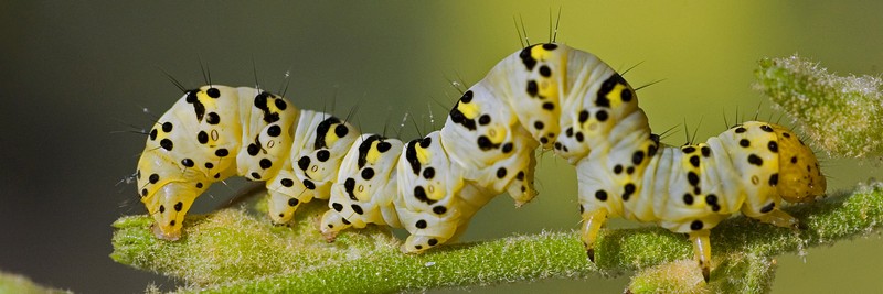רכבת לילה לקהיר