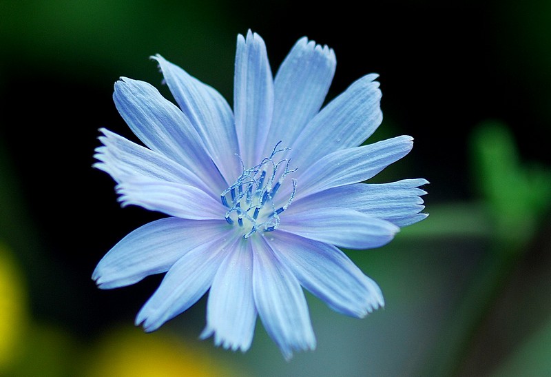 פריחה אחרונה של קיץ 2