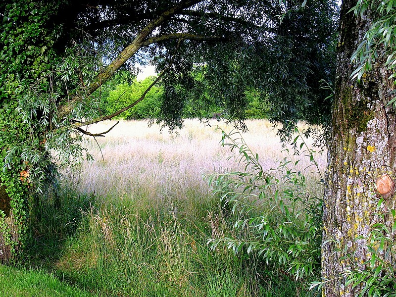 העצים, שלפני השיבולים 