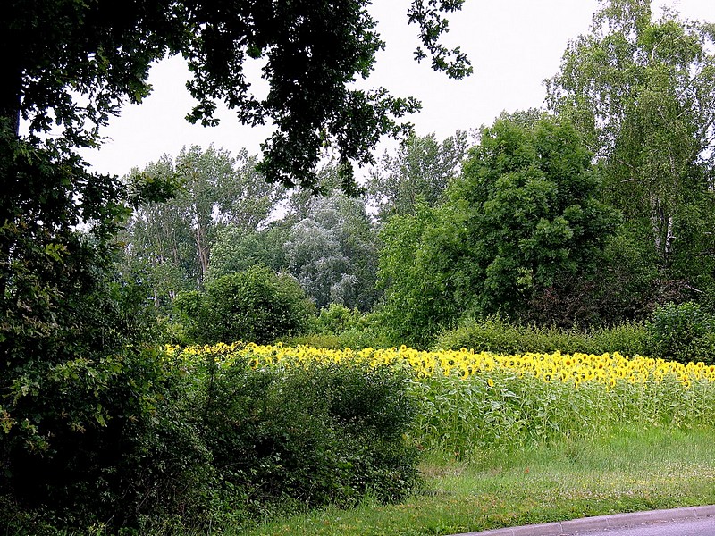 סגריר על שדה הפרחים .