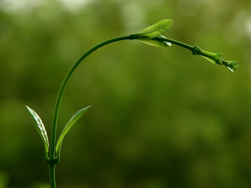 עולם הצומח 2