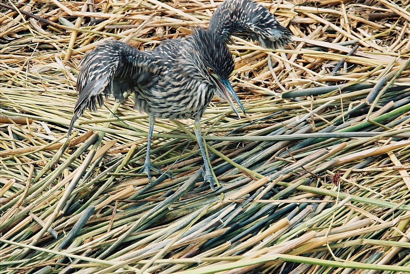 צילום: נועה אסרף