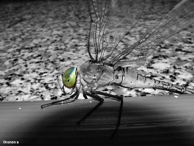 ירוקת העינים