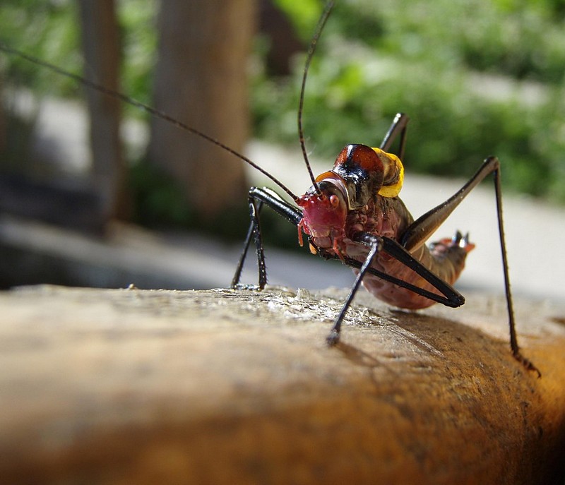 מכונת מלחמה