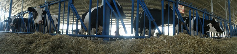 כולן מביטות לשמאל!!