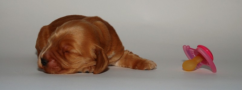 אוטוטו בן שבוע (סדרה)