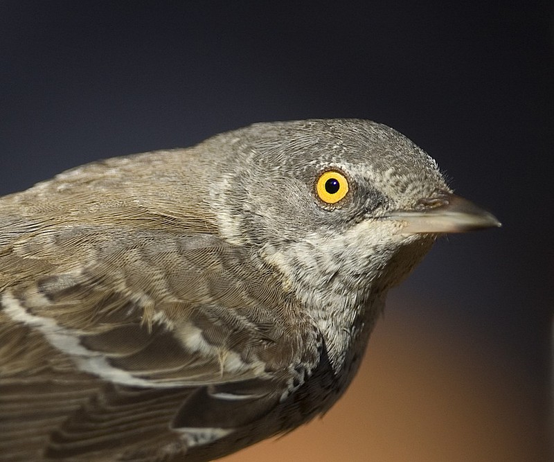 פורטרט של ציפור קטנה