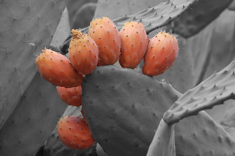 סברס אדום מתוק