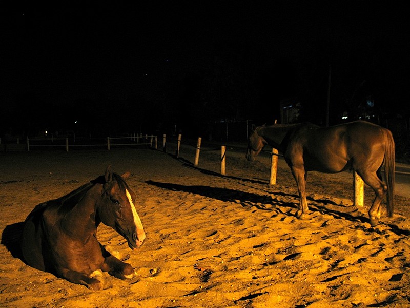 לילה מוזהב על הסוסים