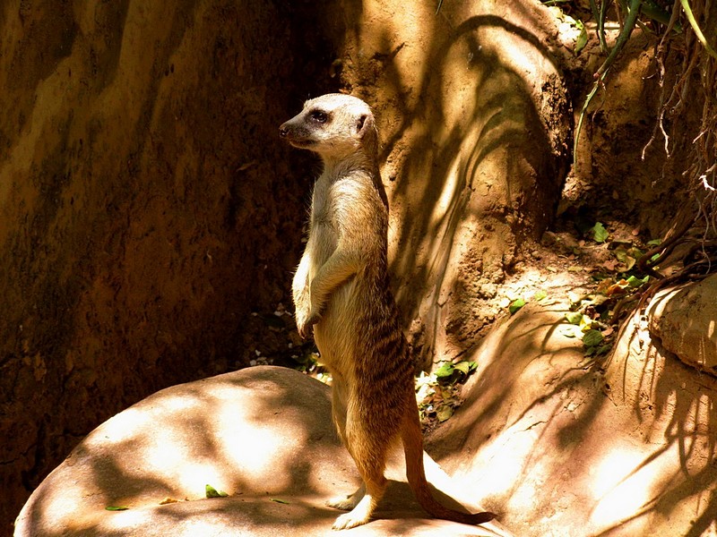 עומד על המשמר
