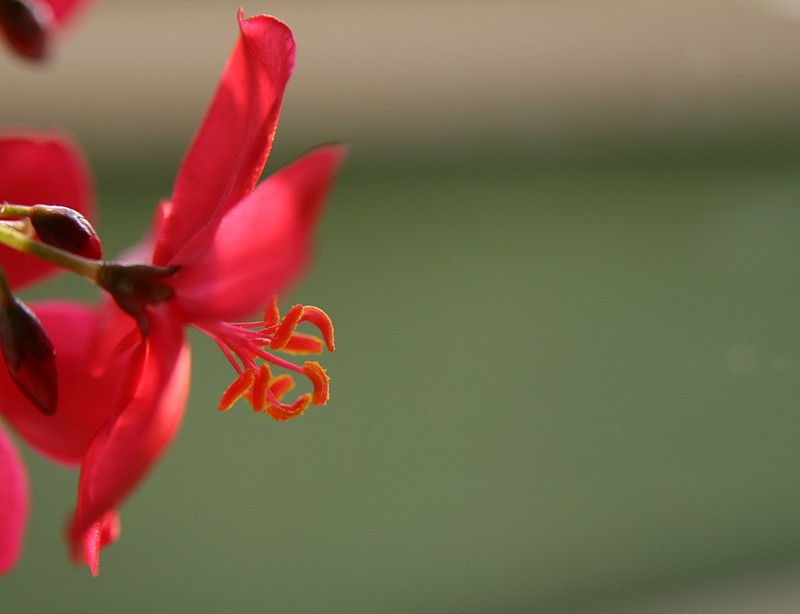 פרח של בוקר