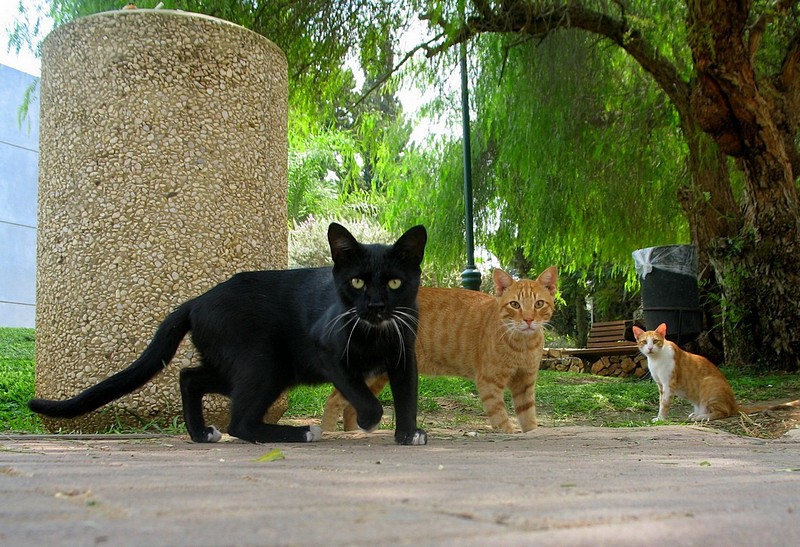 הטוב הרע והמכוער