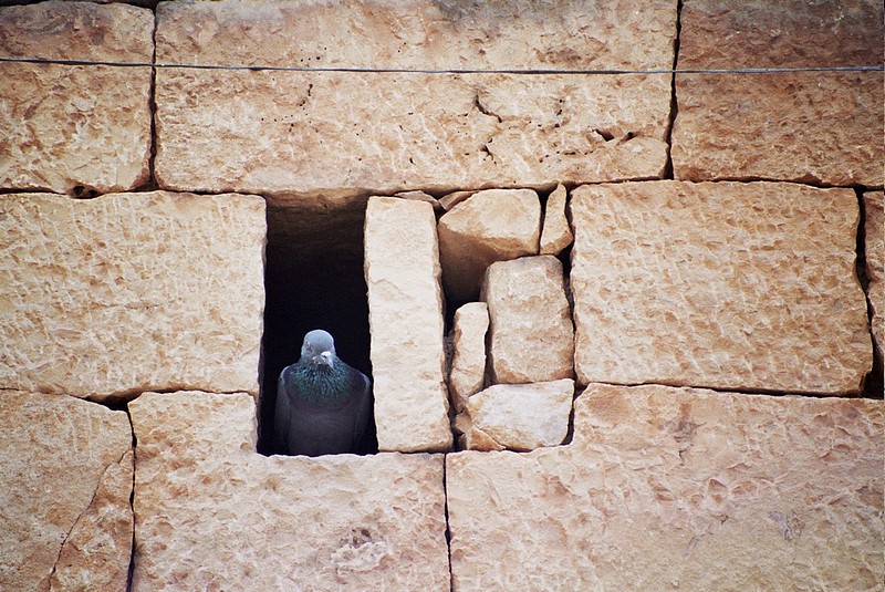 צילום: אורית אברגיל