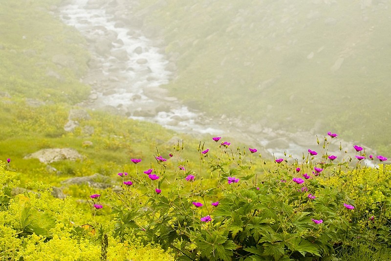 מנופי הקצ'קר