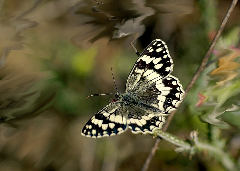 פרפר-שחור לבן.