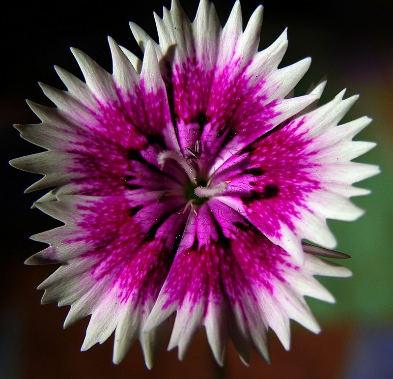 עיטורי הציפורן