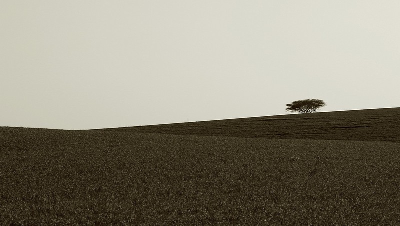 בודד בשדה