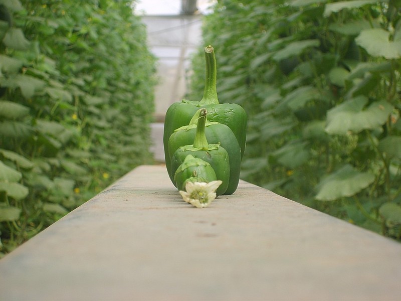 מהקטן לגדול