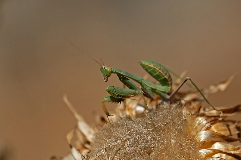 עוד פעם אתה!!! נו תצלם
