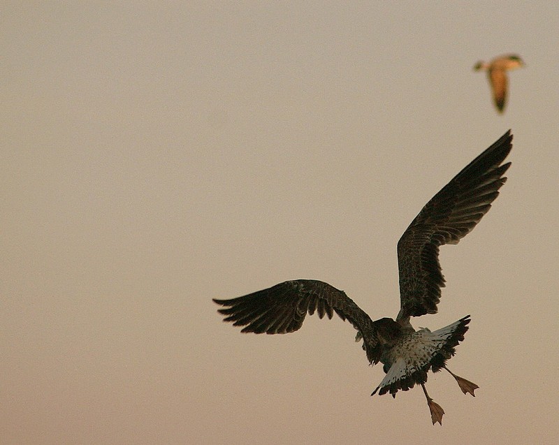 לקראת נחיתה.
