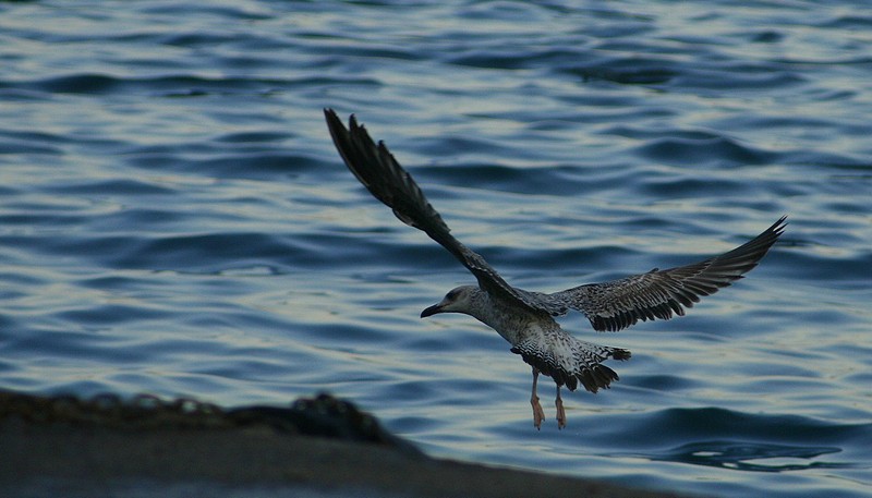 לקראת נחיתה 2