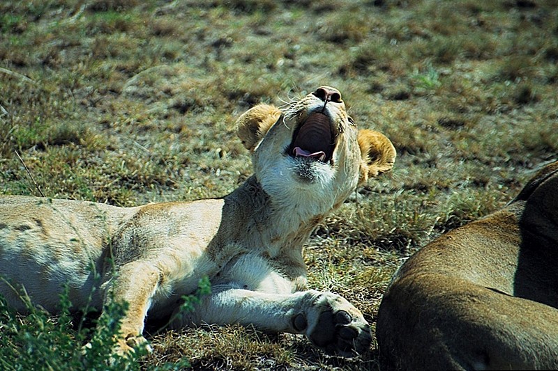 פיהוק קטלני