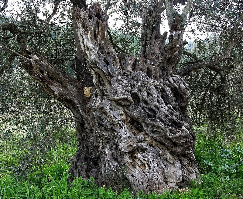 גזע עץ הזית