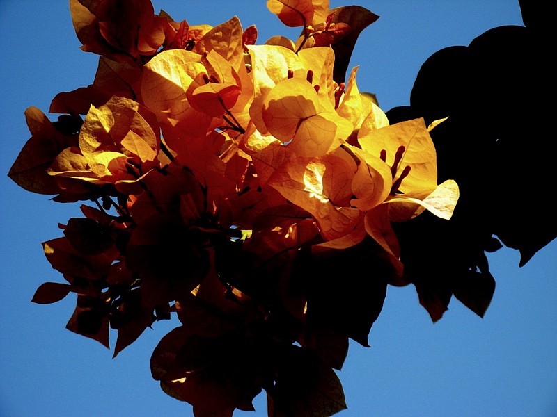 להבה