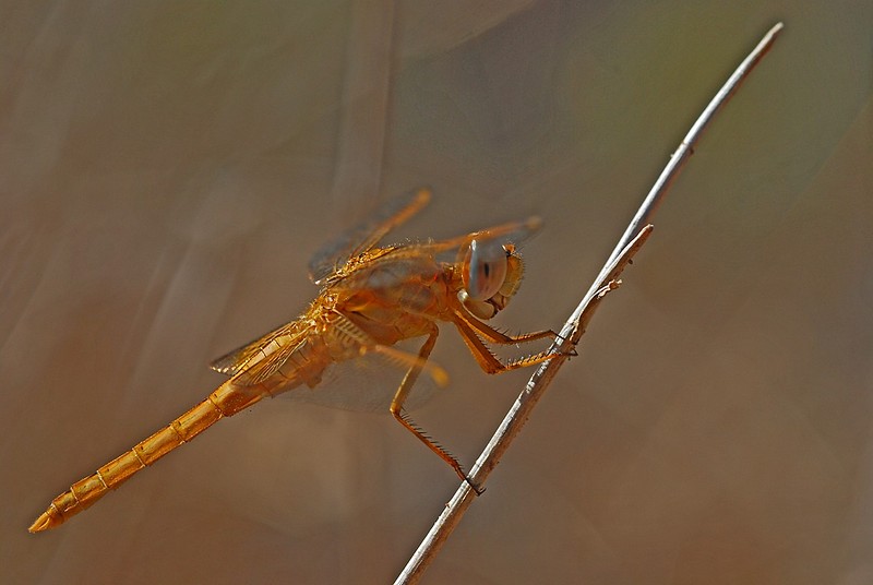 יושב על הענף רגל פה..