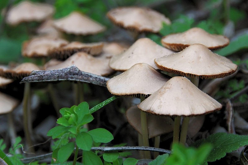 כפר הדרדסים