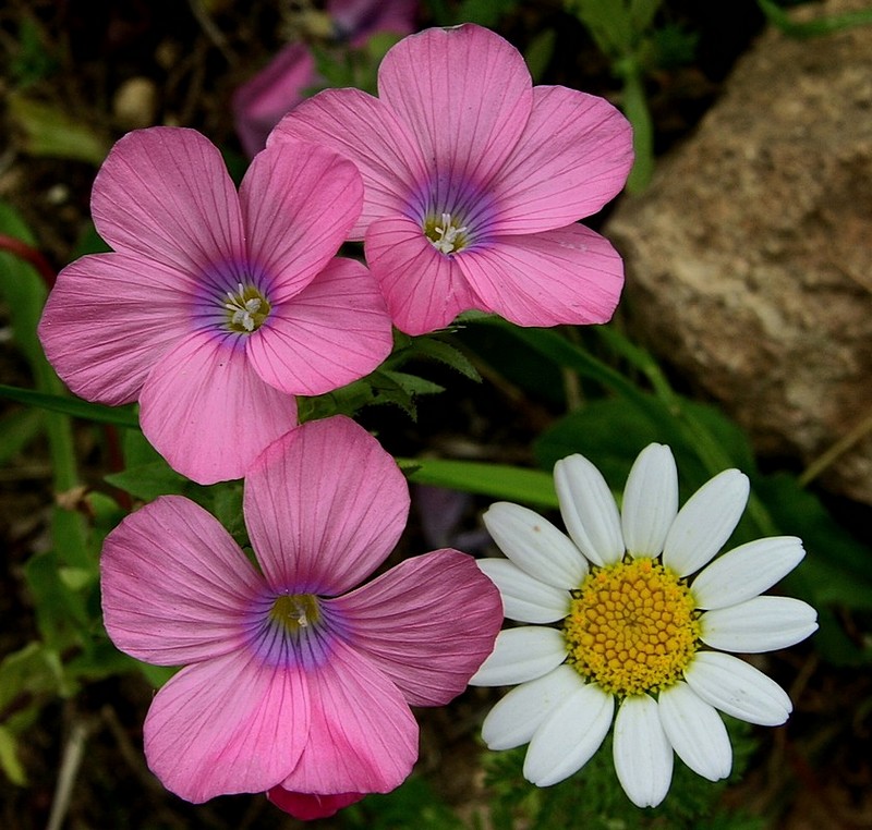 משלושה יוצא אחד