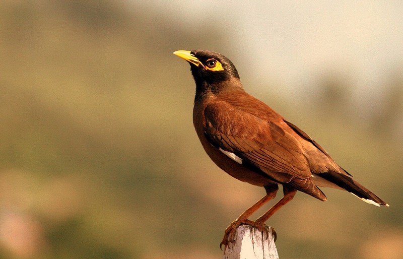 צהובת מקור.