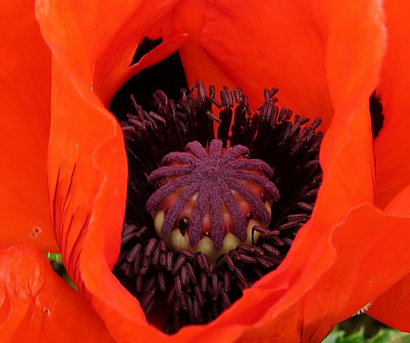 פרי-פרח-פרג