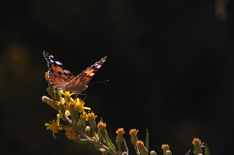 בתאבון מר פרפר