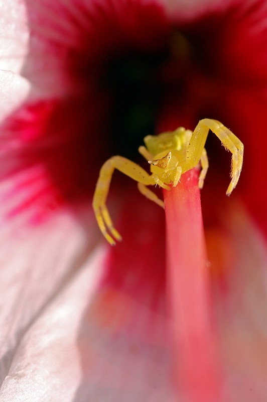  waiting for his prey 