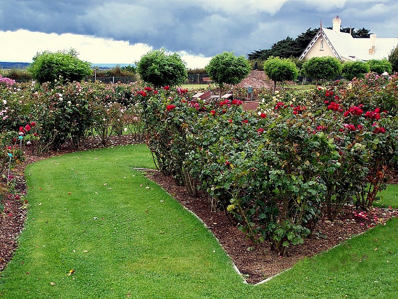 גן הורדים האדומים.