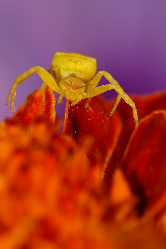 גיהנום עליי אדמות