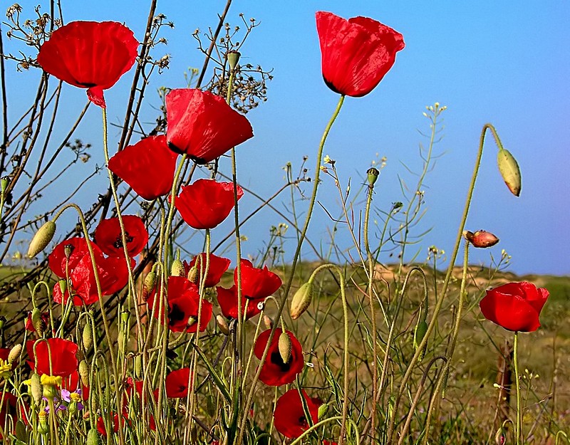 אביב בחולות 